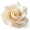 White chocolate roses – Box of 6 White Chocolate Roses