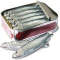 Tin of milk chocolate sardines